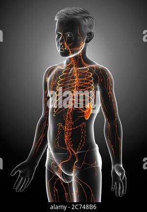 3d gerendert, medizinisch genaue Darstellung eines Jungen lymphatischen Systems Stockfoto