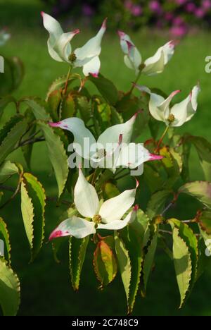 Japanischer Cornus kousa 'John Slocock' ein kleiner Laubbaum, ein ausgezeichneter Musterbaum. Die Blätter sind ein tiefes, glänzendes Grün mit blasseren Adern, Wenden Stockfoto