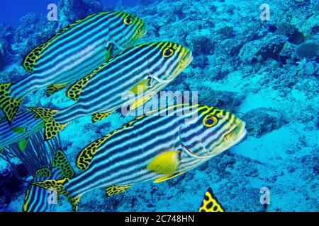 Gestreifte orientalische Sweetlips, Plectorhinchus orientalis, Nord Ari Atoll, Malediven, Indischer Ozean, Asien Stockfoto