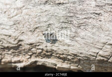 Großkopf-Harzbiene (Heriades truncorum) Stockfoto