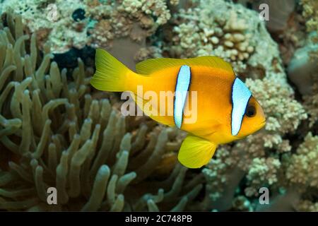 Rotes Meer Clownfisch, Zweibänderanemonefisch, Amphiprion bicintus, Rotes Meer, Ägypten Stockfoto