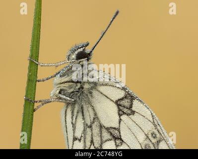 Ein tau-getränkter männlicher marmorter weißer Schmetterling (Melanargia galathea). Stockfoto