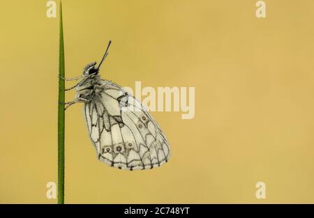 Ein tau-getränkter männlicher marmorter weißer Schmetterling (Melanargia galathea). Stockfoto