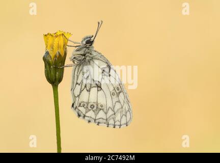 Ein tau-getränkter männlicher marmorter weißer Schmetterling (Melanargia galathea). Stockfoto