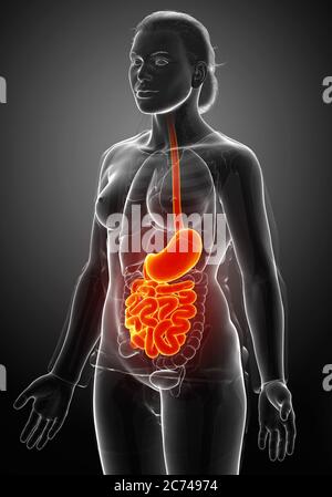 3d gerendert, medizinisch genaue Darstellung eines weiblichen Magen und Dünndarm Stockfoto