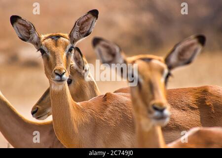 Impala, Aepyceros Melampus, Khama Rhino Sanctuary, Serowe, Botswana, Afrika Stockfoto