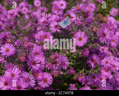 Blauer Schmetterling (Polyommatus icarus) auf rosa Michaelmas-Gänseblümchen Stockfoto