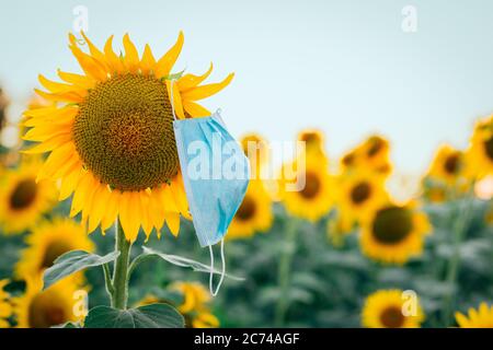 Medizinische Maske auf der Sonnenblume auf dem Feld Stockfoto