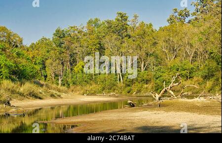 Flusswald, Feuchtgebiete, Royal Bardia National Park, Bardiya National Park, Nepal, Asien Stockfoto