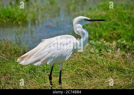 Kleiner Reiher, Egretta garzetta, Kaudulla Nationalpark, Sri Lanka, Asien Stockfoto