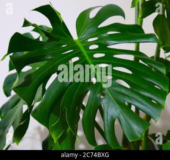 Das große grüne Blatt Monstera deliciosa. Stockfoto