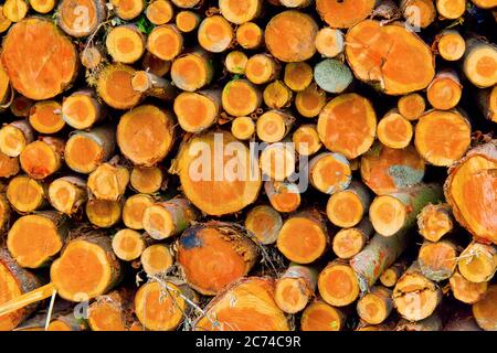 Gefällte Bäume Trunks, Hayedo de Otzarreta, Otzarreta Buchenwald, Gorbeia Naturpark, Bizkaia, Baskenland, Spanien, Europa Stockfoto