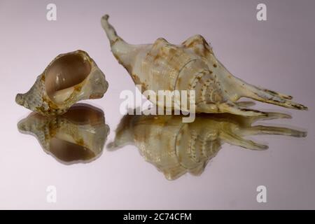 kleine Seasnail Schale, gebrochen durch das Meer Stockfoto