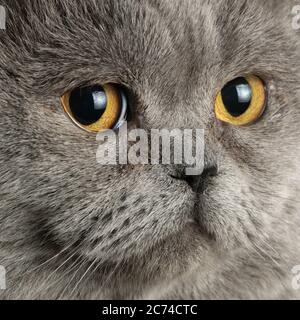 Porträt eines schönen reifen männlichen britischen Kurzhaarkatze Blick auf Kamera aus nächster Nähe Stockfoto