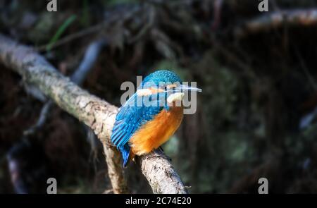 Jungvogel (Alcedo Atthis), der an seinem ersten Tag außerhalb des Nestes während der Herbstsaison auf einem Zweig sitzend. Stockfoto