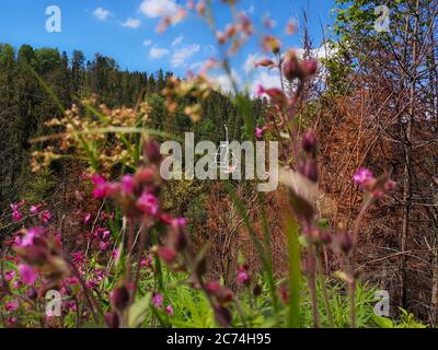 Blick durch Wildblumen und Gras über Sessellifte Aufstiegsmöglichkeiten auf den Karpaten-Berg Trostjan durch den wilden Wald mit Tannen und Kiefern. Stockfoto
