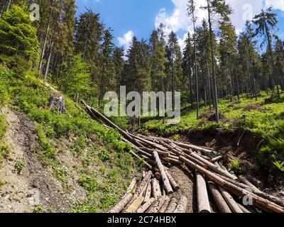 Fichtenholz Holzfällergebiet hoch in den Karpaten. Haufen von geschnittenen Kiefernstämmen, die die Seite der Hügel wie ein Bach abschatten. Stockfoto