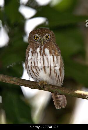 Eisenkauz (Glaucidium brasilianum), in einem Baum thront, Brasilien Stockfoto