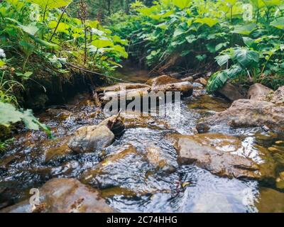 Alte nasse Log in kalten frischen flachen Moutain Strom in Karpaten Berge gefallen. Üppige, wilde Vegetation, die sich um uns herum entwickelt, und große Felsen am Boden. Stockfoto