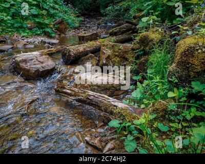 Alte moosige nassen Baumstämme in kalten frischen flachen Gebirgsbach in den Karpaten fließt gefallen. Üppige, wilde Vegetation und große moosige Felsen. Stockfoto