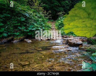 Blick von hinter dem Busch über einen Pfad, der über den Gebirgsbach mit großen Felsen und üppiger Vegetation und durch den wilden Wald der Karpaten führt. Stockfoto