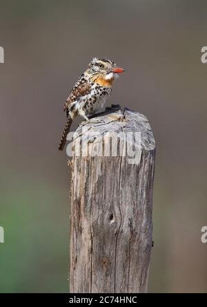 Papageitaucher (Nystalus maculatus, Nystalus maculatus maculatus), auf Holzpfosten, Brasilien Stockfoto