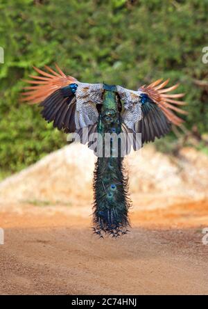 Pfauenhuhn, Indianer-Pfauenhuhn, Blauer Pfauenhuhn (Pavo cristatus), männliche Landung, Indien Stockfoto