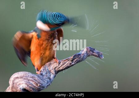 Flusseisvogel (Alcedo atthis), schüttelt den Kopf für den Verlust von Wassertropfen, Spanien Stockfoto