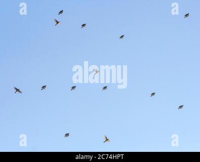 rotflügel (Turdus iliacus), Zugfloh über Tongplaat, Niederlande, Südholland, Dordtse Biesbosch Tongplaat Stockfoto