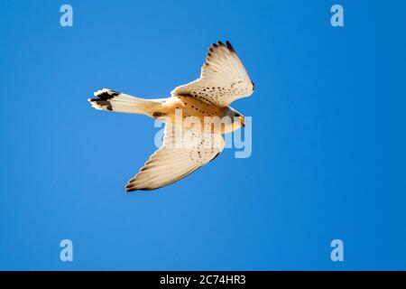 Kleiner Turmfalken (Falco naumanni), ausgewachsener Mann im Flug, Spanien, Extremadura Stockfoto