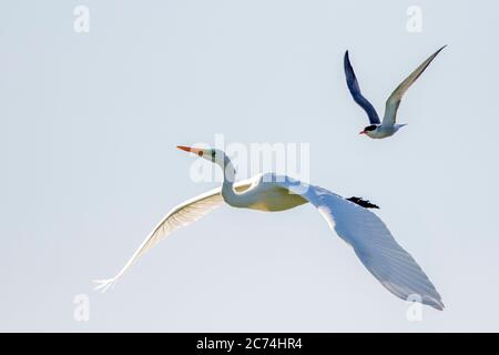 Silberreiher, Silberreiher (Egretta alba, Casmerodius albus, Ardea alba), im Flug, von einer Seeschwalbe angegriffen, Rumänien Stockfoto