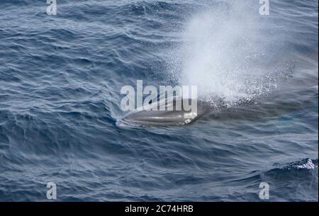 Antarktischer Minke Wal (Balaenoptera bonaerensis), schwimmend im Ozean nahe Antarktis, Antarktis Stockfoto