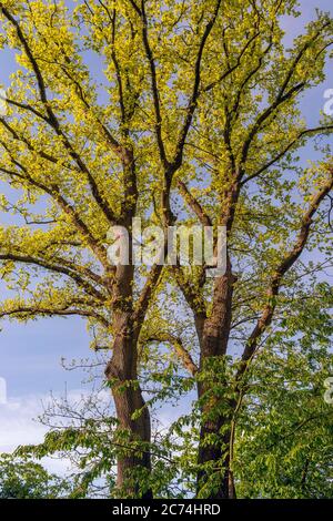 Eiche gemein, Stieleiche, Eiche englisch (Quercus robur. Quercus pedunculata), alte Eiche mit jungen Blättern im Frühjahr, Deutschland, Hamburg, Hummelsbüttler Feldmark Stockfoto