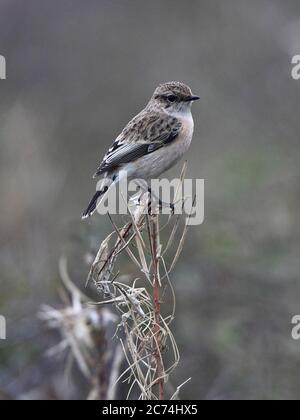 Sibirischer Steinechat, asiatischer Steinechat (Saxicola maurus), Erstwinter auf abgestorbenen Gräsern, Europa Stockfoto