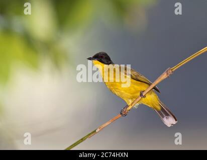 Schwarzkammbülbül (Pycnonotus melanicterus), Erwachsener auf einem Zweig, endemisch in Sri Lanka, Sri Lanka Stockfoto