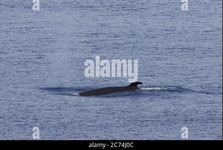 Antarktischer Minke Wal (Balaenoptera bonaerensis), schwimmend im Ozean nahe Antarktis, Antarktis Stockfoto