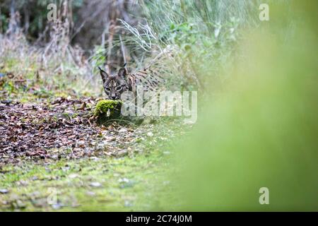 Iberischer Luchs (Lynx Pardinus), in Lebensraum, Spanien, Cordoba Stockfoto