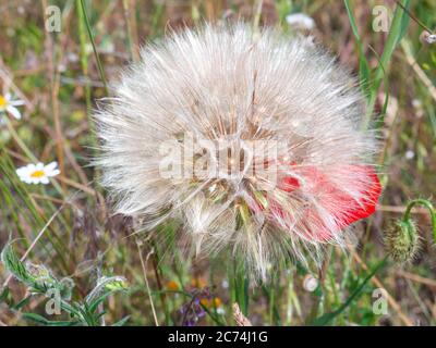 Nahaufnahme einer großen Ziegenbartblume (Tragopogon pratensis), die auf einer Wiese auf dem Land wächst. Stockfoto