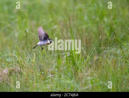 Sibirischer Steinechat, asiatischer Steinechat (Saxicola maurus), Männchen übersommern in Finnland, seltener Landstreifer, Finnland Stockfoto