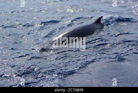 Antarktischer Minke Wal (Balaenoptera bonaerensis), schwimmend im Ozean nahe Antarktis, Antarktis Stockfoto