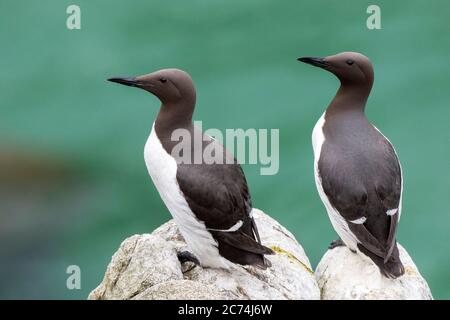 Guillemot (Uria aalge), zwei Erwachsene, Irland, Saltee Island Stockfoto