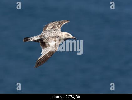 Heringsmöwe (Larus argentatus), Erstsommer im Flug über dem Meer, von oben gesehen, Europa Stockfoto