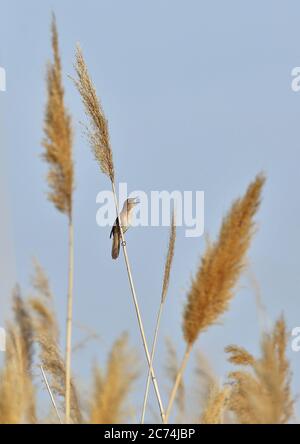 savi's Waldsänger (Locustella luscinioides fusca), singt auf Schilf, Europa Stockfoto