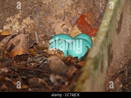 Grauer Tinamou (Tinamus tao), Nest mit blauen Eiern, Brasilien Stockfoto