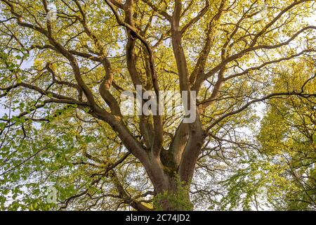 Eiche gemein, Stieleiche, Eiche englisch (Quercus robur. Quercus pedunculata), alte Eiche mit jungen Blättern im Frühjahr, Deutschland, Hamburg, Hummelsbüttler Feldmark Stockfoto