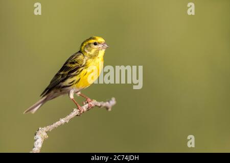 Europäische Serin (Serinus serinus), erwachsenes Männchen auf einem Zweig, Spanien Stockfoto