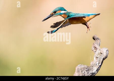 Flusseisvogel (Alcedo atthis), unreif nimmt einen Zweig ab, Spanien Stockfoto