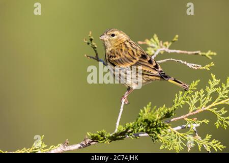 Europäische Serin (Serinus serinus), unreif in einem kleinen Busch, Spanien Stockfoto