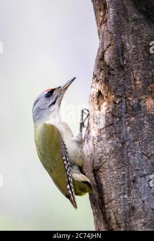 Grauspecht (Picus canus), auf einem Baum, Rumänien Stockfoto