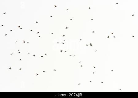 rotflügel (Turdus iliacus), Zugfloh über Tongplaat, Niederlande, Südholland, Dordtse Biesbosch Tongplaat Stockfoto